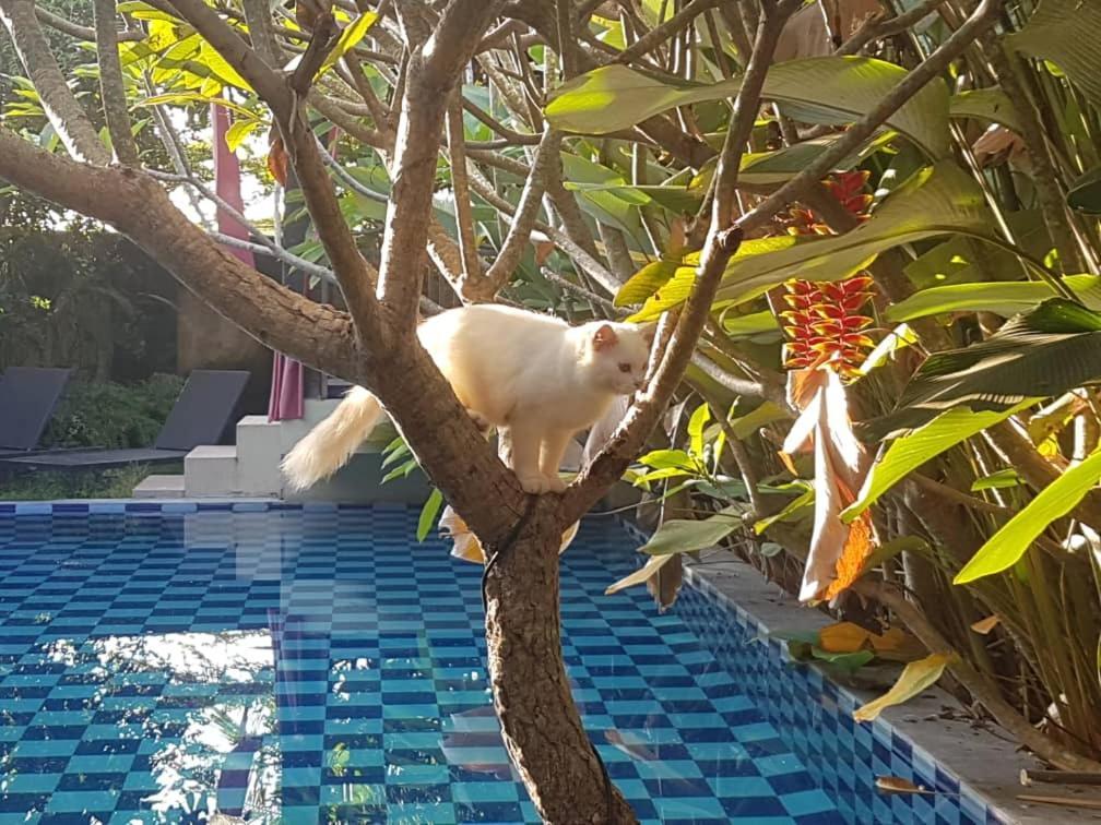 Rosseno Villa Yogyakarta Dış mekan fotoğraf